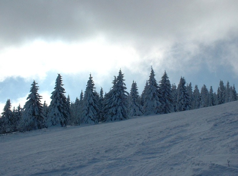 Zieleniec 2003